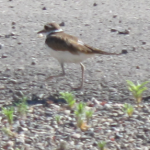 The birds are a such an unexpected and peaceful blessing