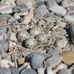 Killdeer_nest
