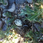 Killdeer egg and chickie in front of the house